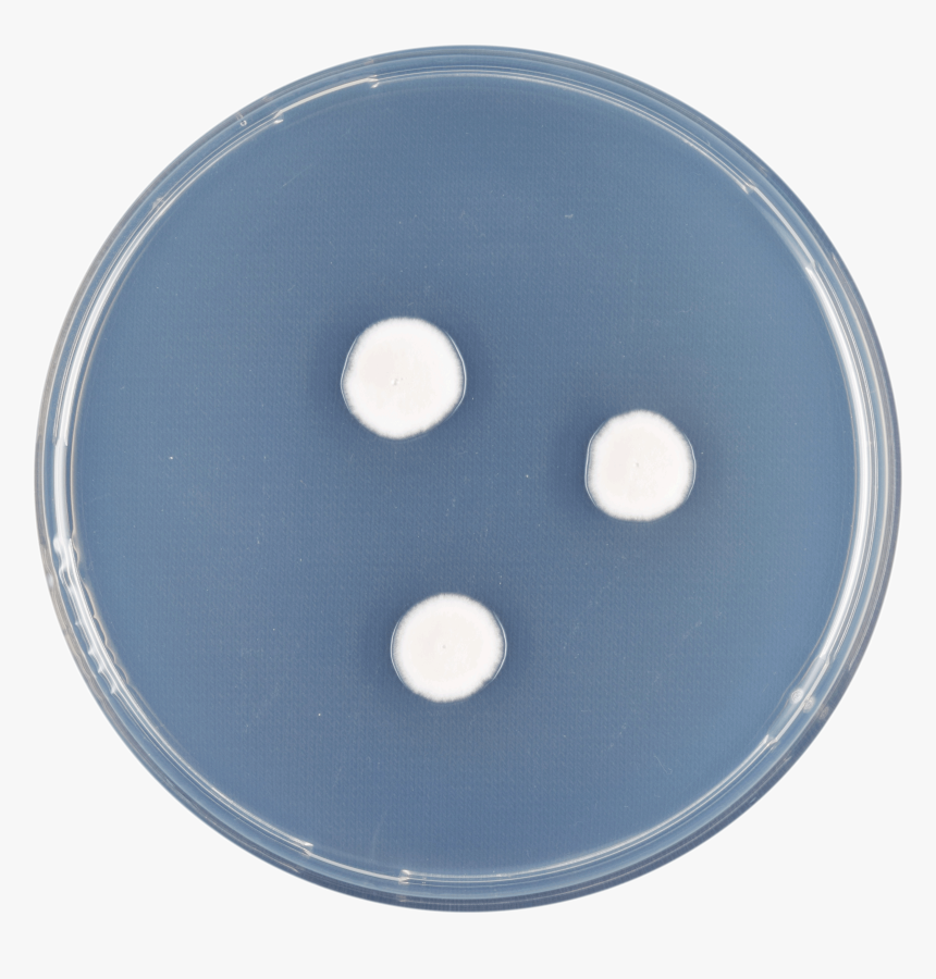 Aspergillus Arxii Cya - Circle, HD Png Download, Free Download