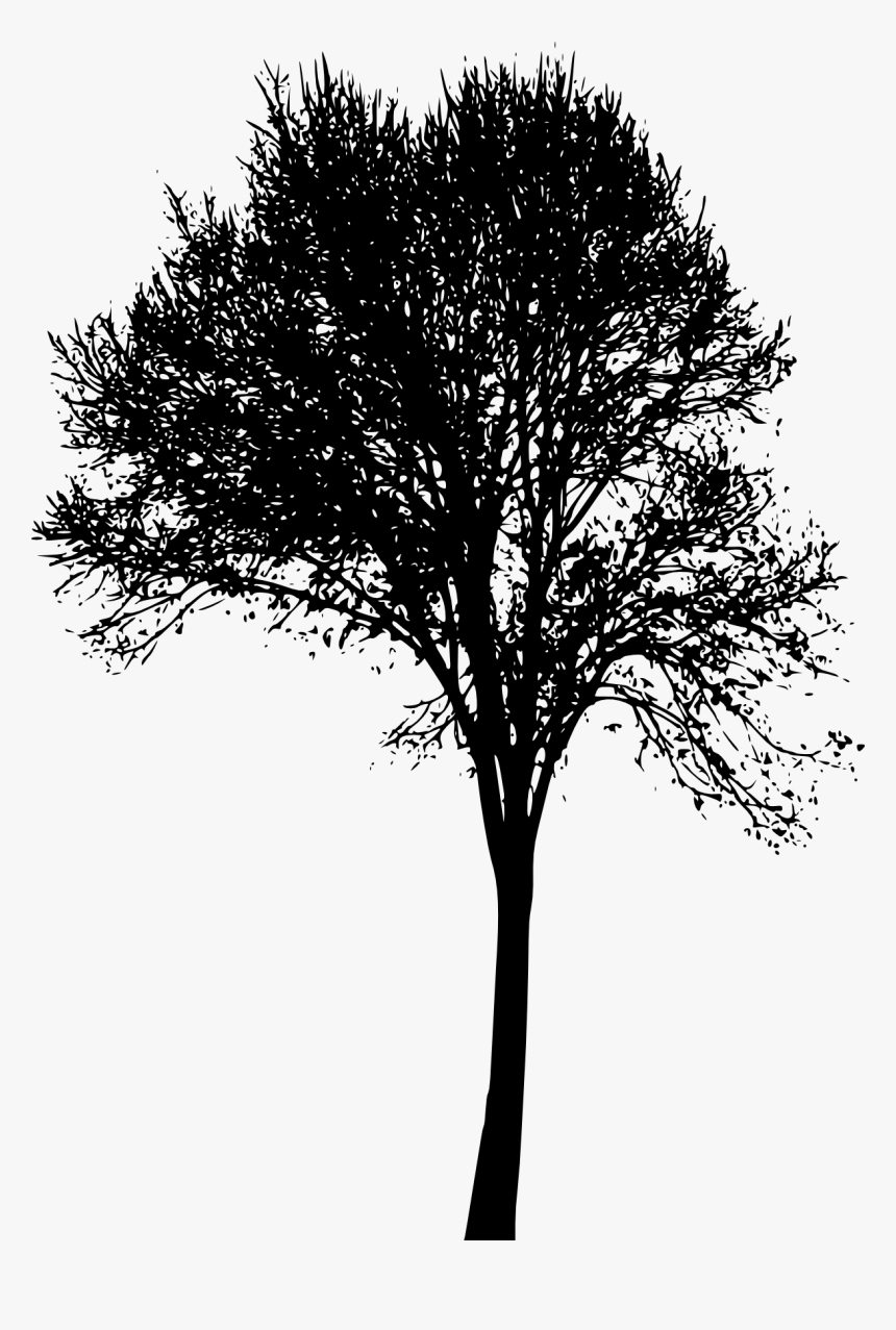 Tree Silhouette Png Roots - Tree, Transparent Png, Free Download