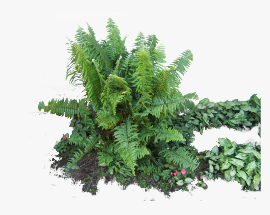 Download Ferns Latest Version - Fern, HD Png Download, Free Download