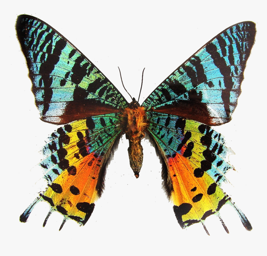 Moth Wings Png - Madagascar Sunset Moth, Transparent Png, Free Download