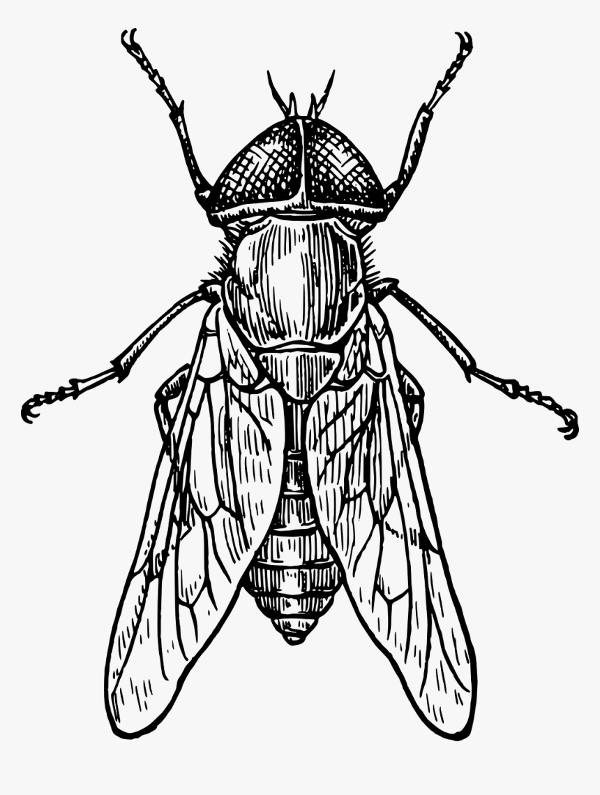 Insect Fly Drawing, HD Png Download, Free Download