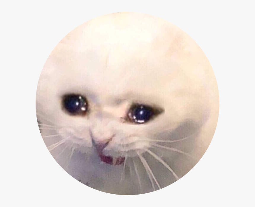 Sad Cat Meme Crying Screaming Freetoedit Cat Meme No Words Hd