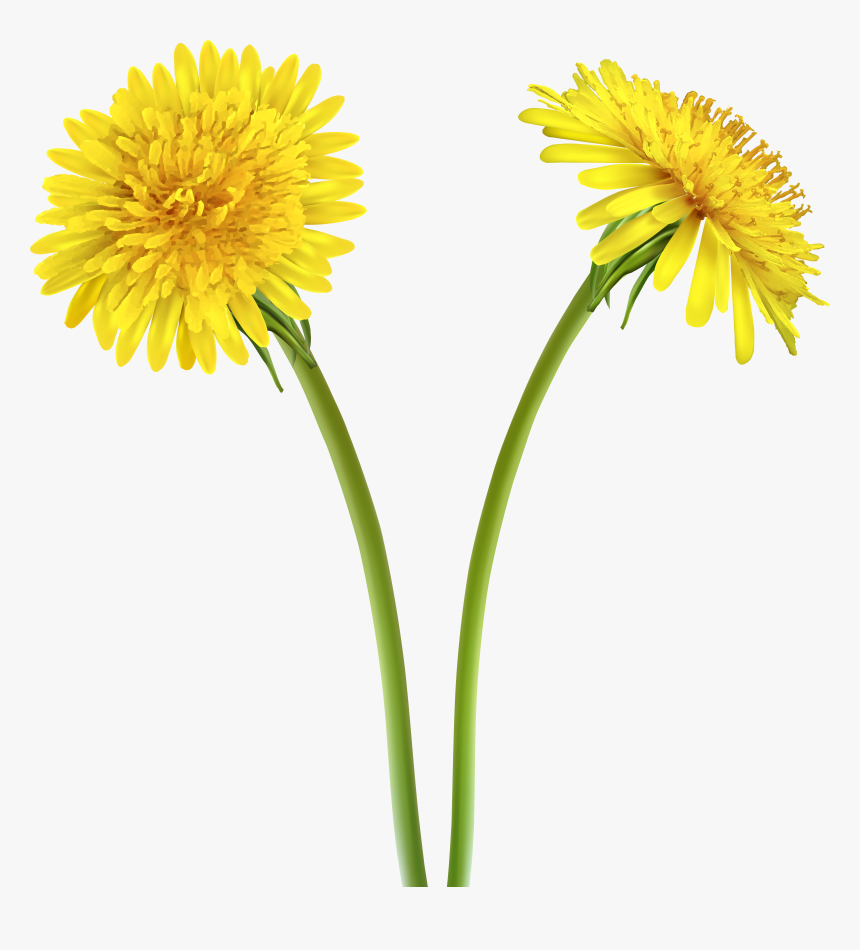 Dandelion Flower Png, Transparent Png, Free Download