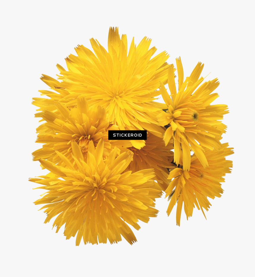 Dandelion , Png Download - Dandelions Png, Transparent Png, Free Download