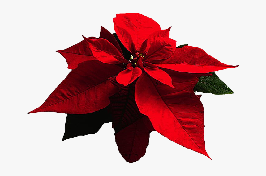 Poinsettia Png Free Download - Poinsettia Flower Transparent Png, Png Download, Free Download