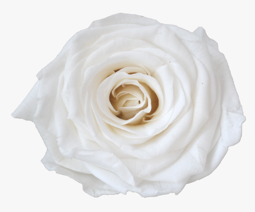 Single Rose Votive , Png Download - Floribunda, Transparent Png, Free Download