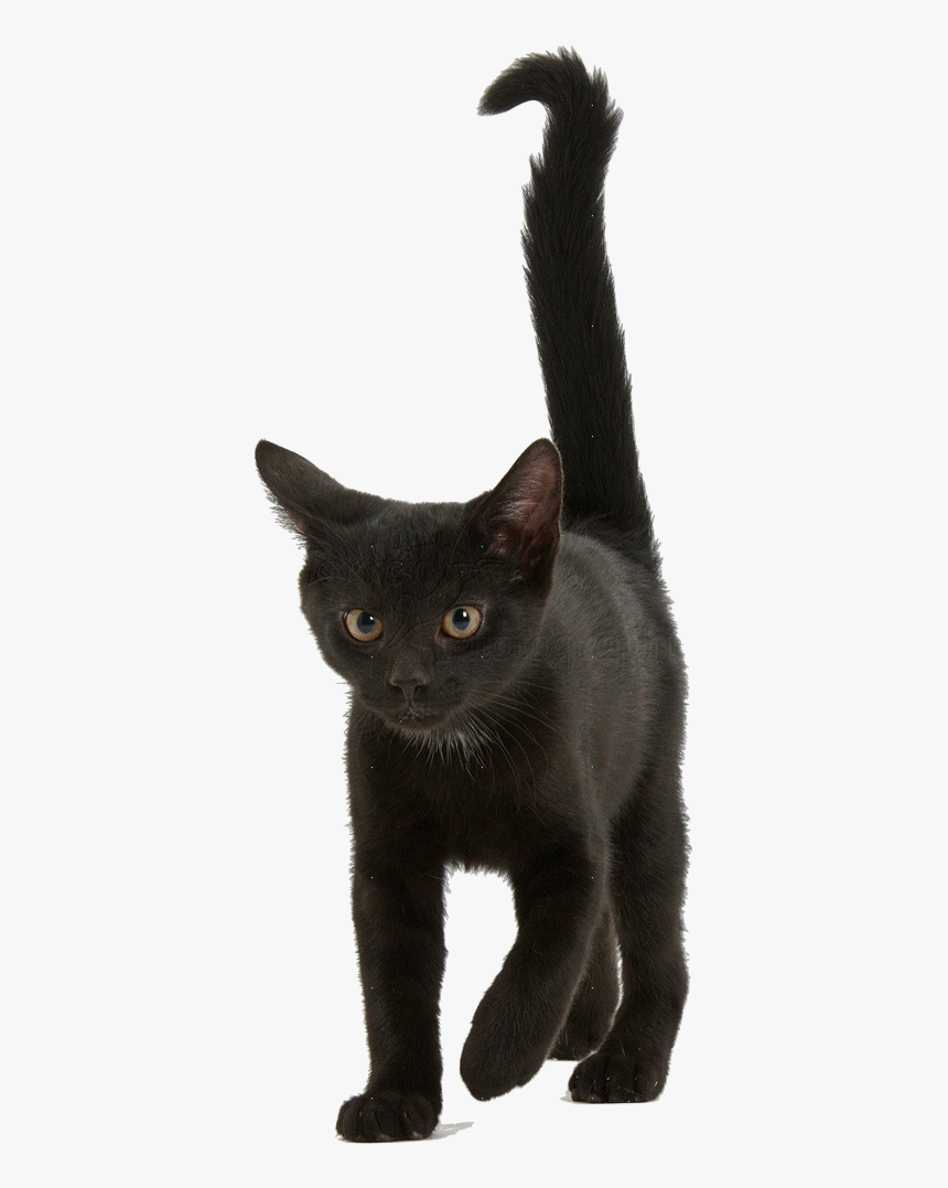 Black Kitten Png - Black Kitten Transparent Background, Png Download, Free Download