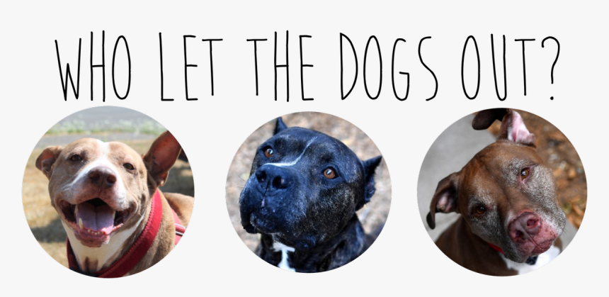 American Pit Bull Terrier , Png Download - Staffordshire Bull Terrier, Transparent Png, Free Download