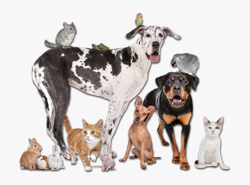 Pet Memorial Day, HD Png Download, Free Download