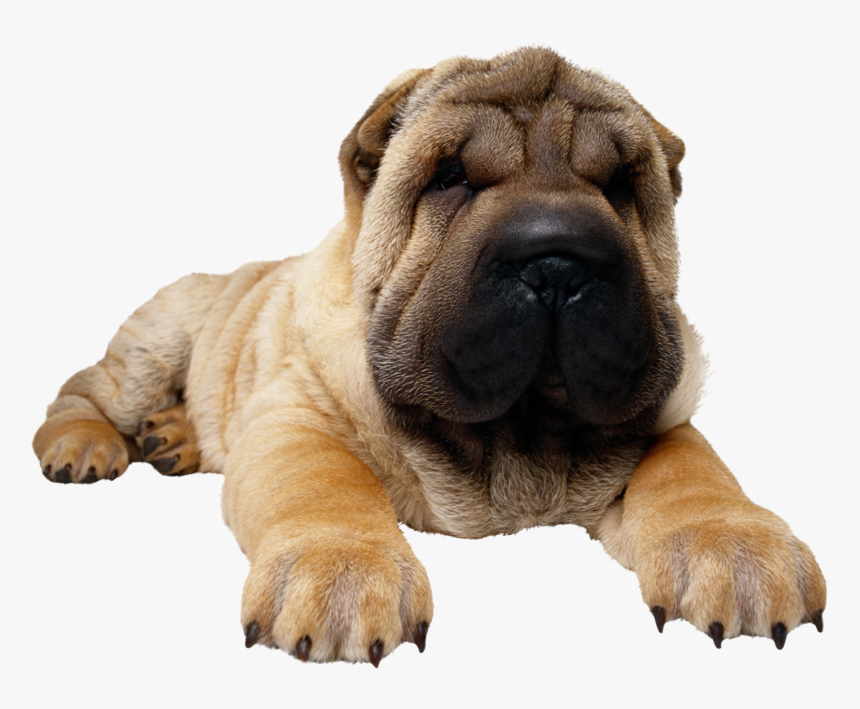 Dog Png, Download Png Image With Transparent Background, - Chow Chow And Pug, Png Download, Free Download