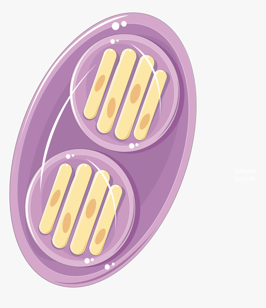 Toxoplasma Gondii Oocyst Spore - Circle, HD Png Download, Free Download