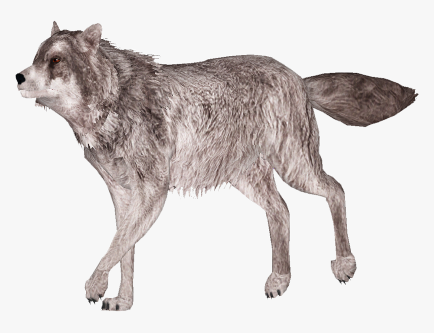 Gray Wolf - Wolf, HD Png Download, Free Download