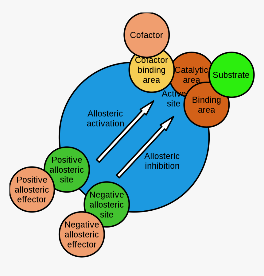 Allosteric Regulation Of Enzymes, HD Png Download, Free Download