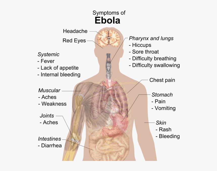 Symptoms Of Ebola, HD Png Download, Free Download