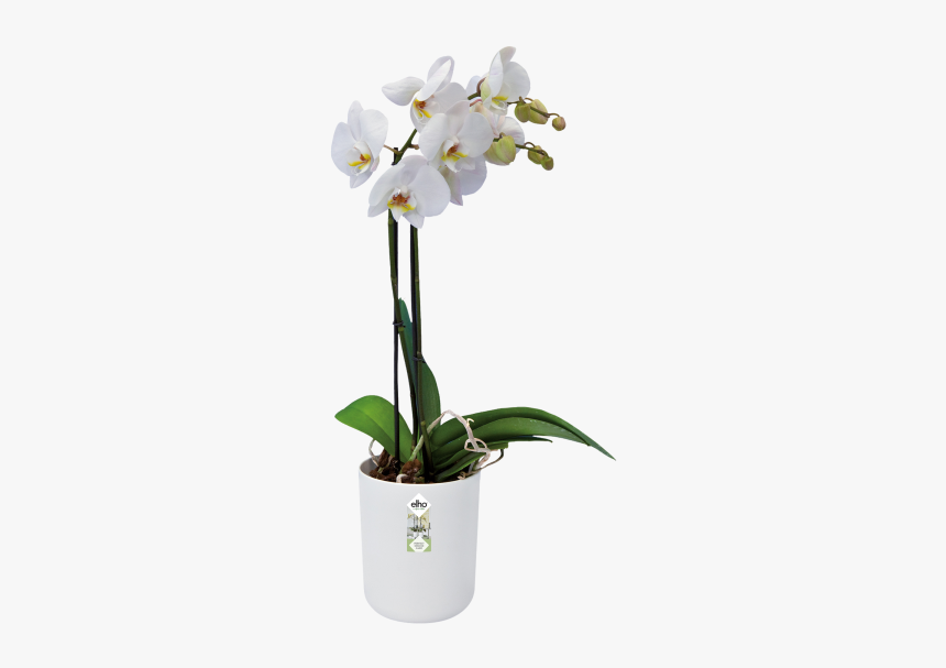 Orchid In Pot Png, Transparent Png, Free Download