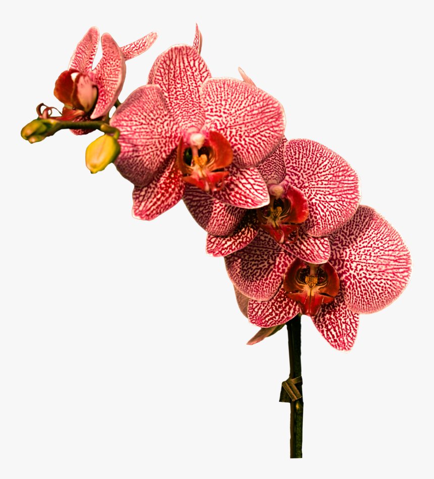 Orchid Png Image - Orchid Png, Transparent Png, Free Download