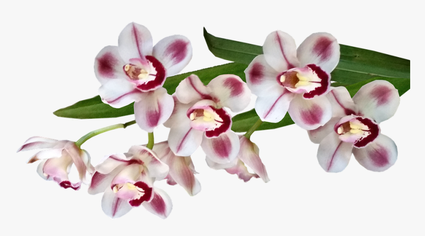 Orchids Of The Philippines, HD Png Download, Free Download