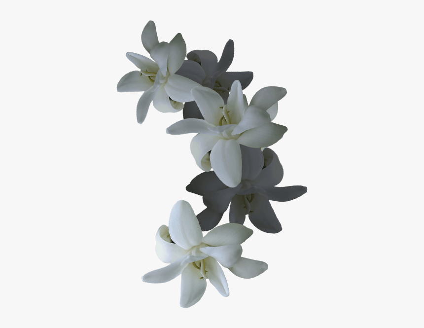 Vanilla Orchids Png - Vanilla Orchid, Transparent Png, Free Download