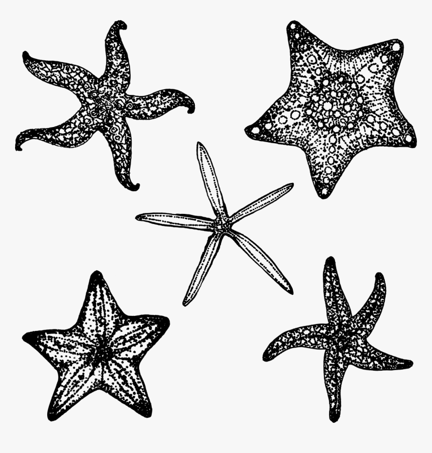 Black Starfish Png, Transparent Png, Free Download