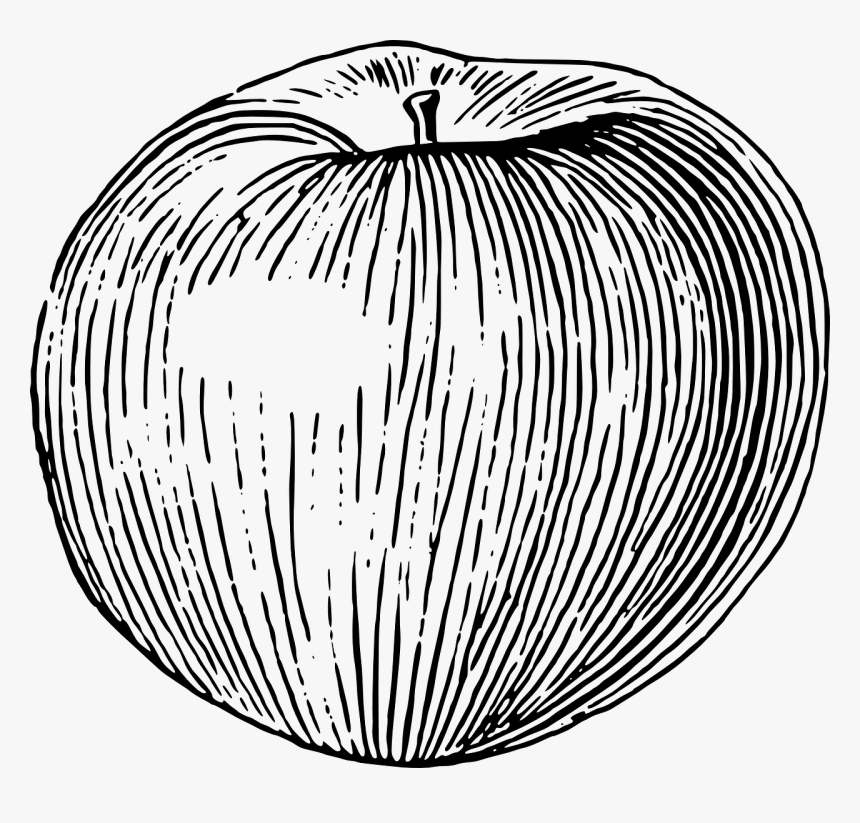 Apple Png Drawing, Transparent Png, Free Download