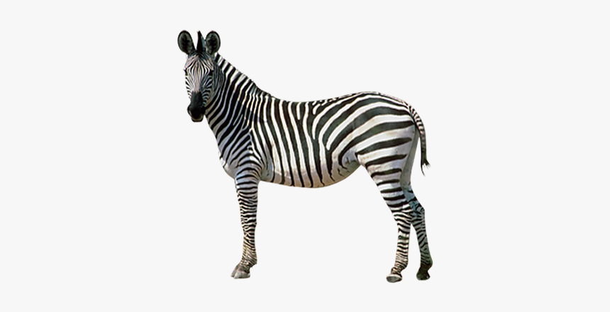 Horses Zebra Donkey - Transparent Background Zebra Png, Png Download, Free Download