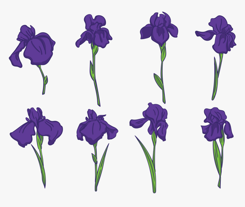 Los Vectores De Flores De Iris - Iris Flower Free Vector, HD Png Download, Free Download