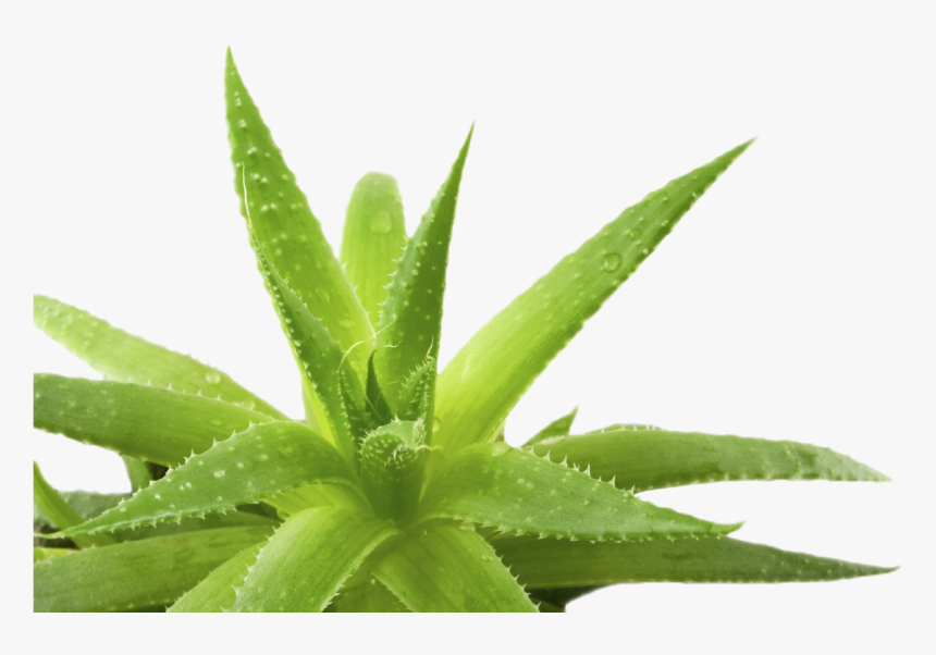 Penca - Aloe Vera Transparent Png, Png Download, Free Download