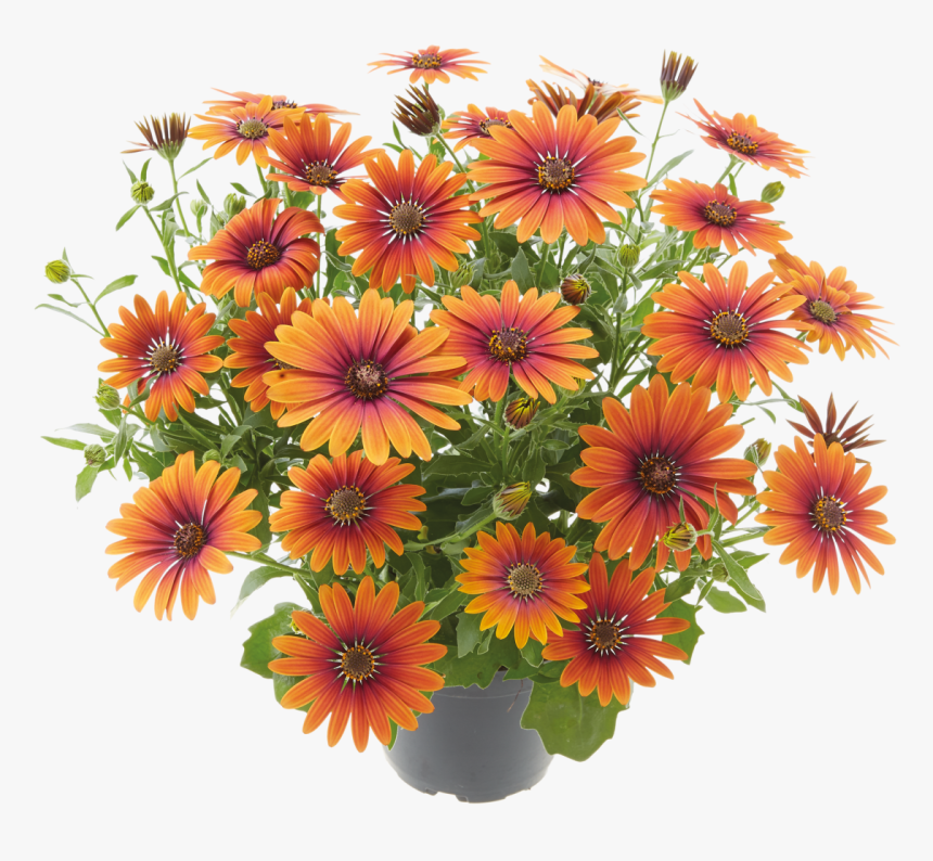 Common Zinnia, HD Png Download, Free Download