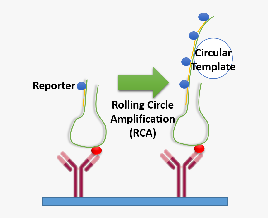 Illustration Of Aptamer Based Immuno-rca - Rolling Circle Amplification Principle, HD Png Download, Free Download