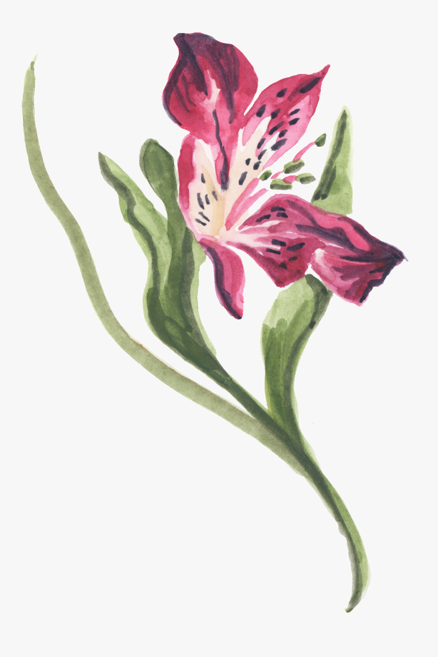 Png De Ornamentação De Cor De Rosa Vermelha - Stargazer Lily, Transparent Png, Free Download