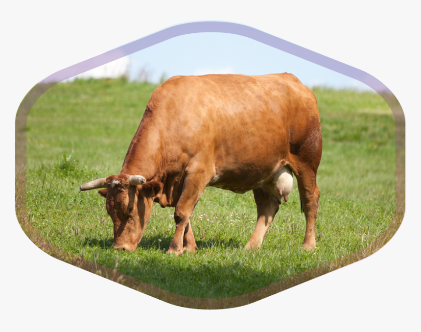 Vaca Costeña, HD Png Download, Free Download