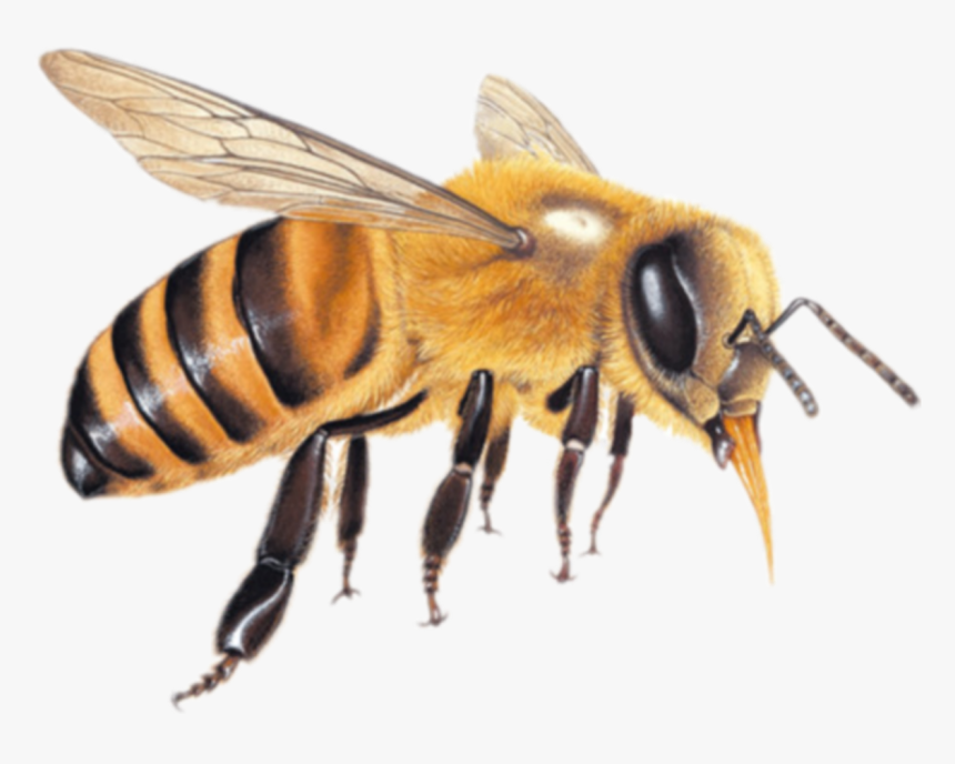 #abelha - Honey Bee Transparent Background, HD Png Download, Free Download