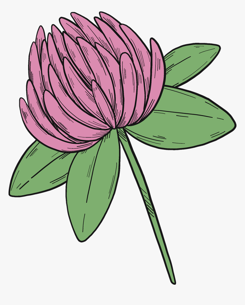 Clover Flower Clipart, HD Png Download, Free Download