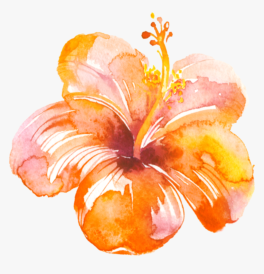 Maiko Creative Angency Wendy Herbrand Liège Graphiste - Hibiscus, HD Png Download, Free Download