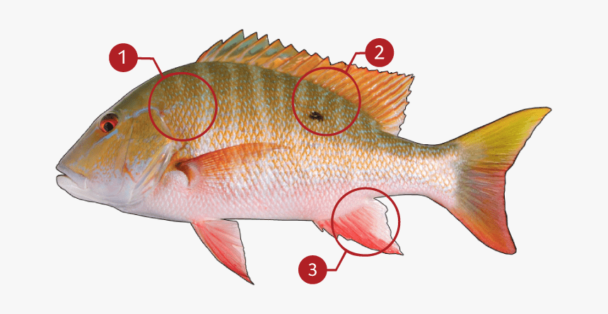 Mangrove Snapper Or Mutton Snapper, HD Png Download, Free Download