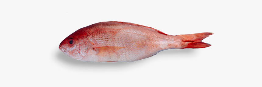 Red Seabream, HD Png Download, Free Download