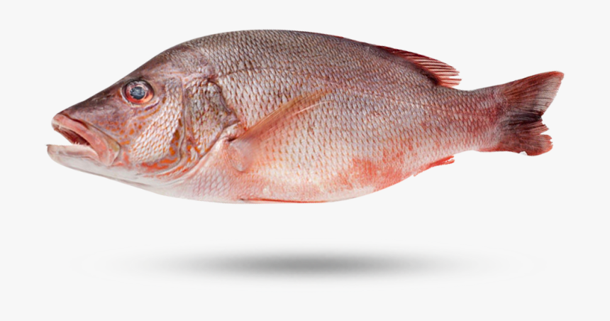 Pargo Snapper - Red Snapper, HD Png Download, Free Download