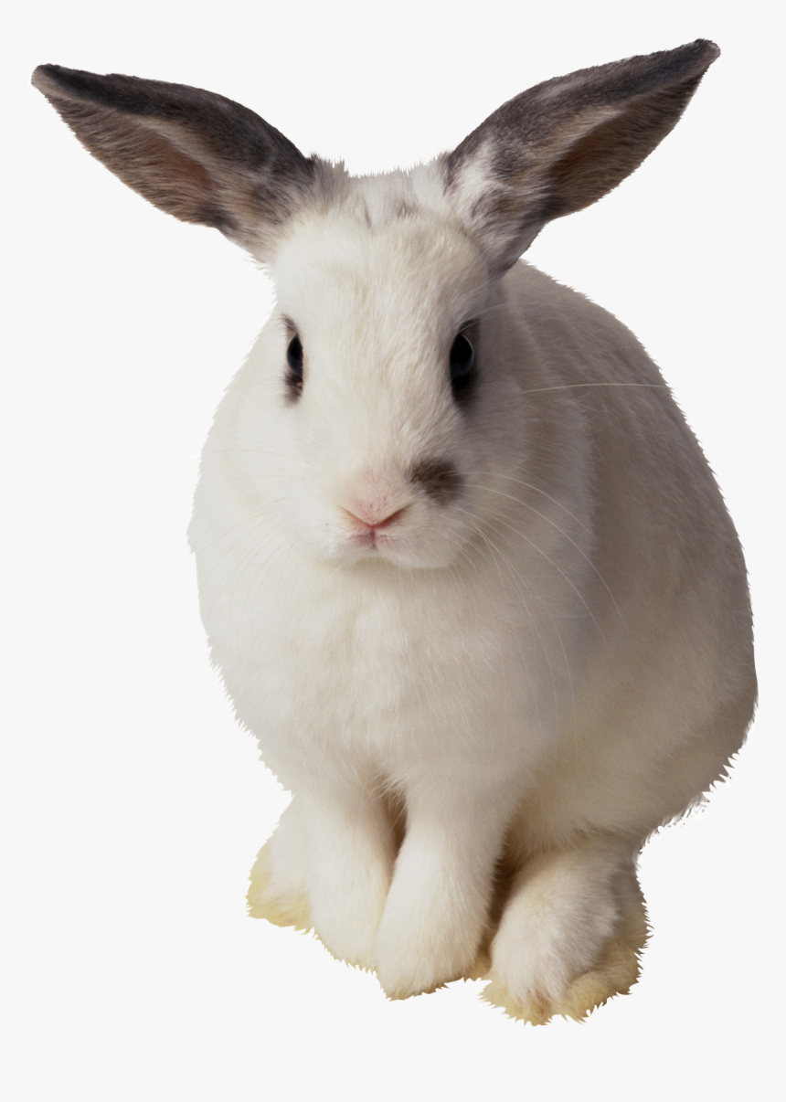 Imagens Png Coelhos Da Pascoa - Transparent Background Rabbit Clipart, Png Download, Free Download