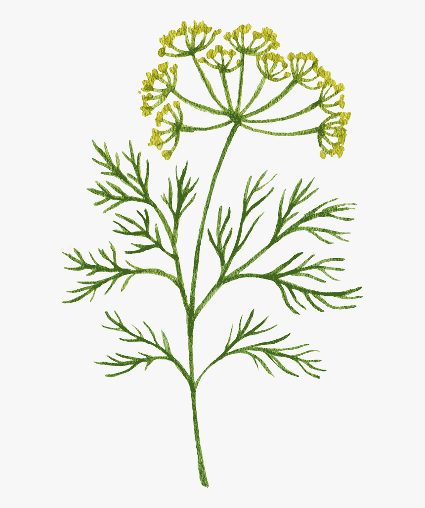 Plant Decorator - Chamomile, HD Png Download, Free Download