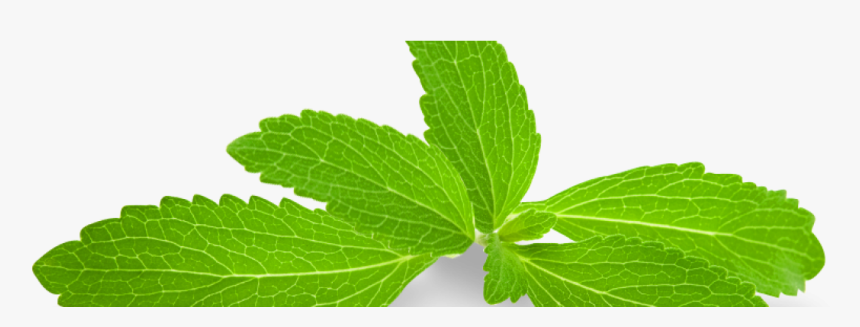 Transparent Stevia Png - Stevia Leaves Png, Png Download, Free Download