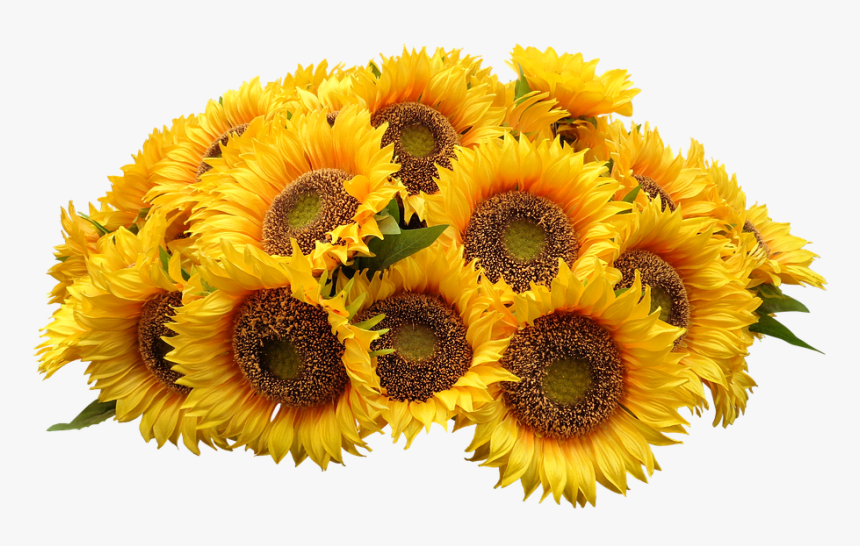 Sunflowers Bouquet Transparent Background, HD Png Download, Free Download