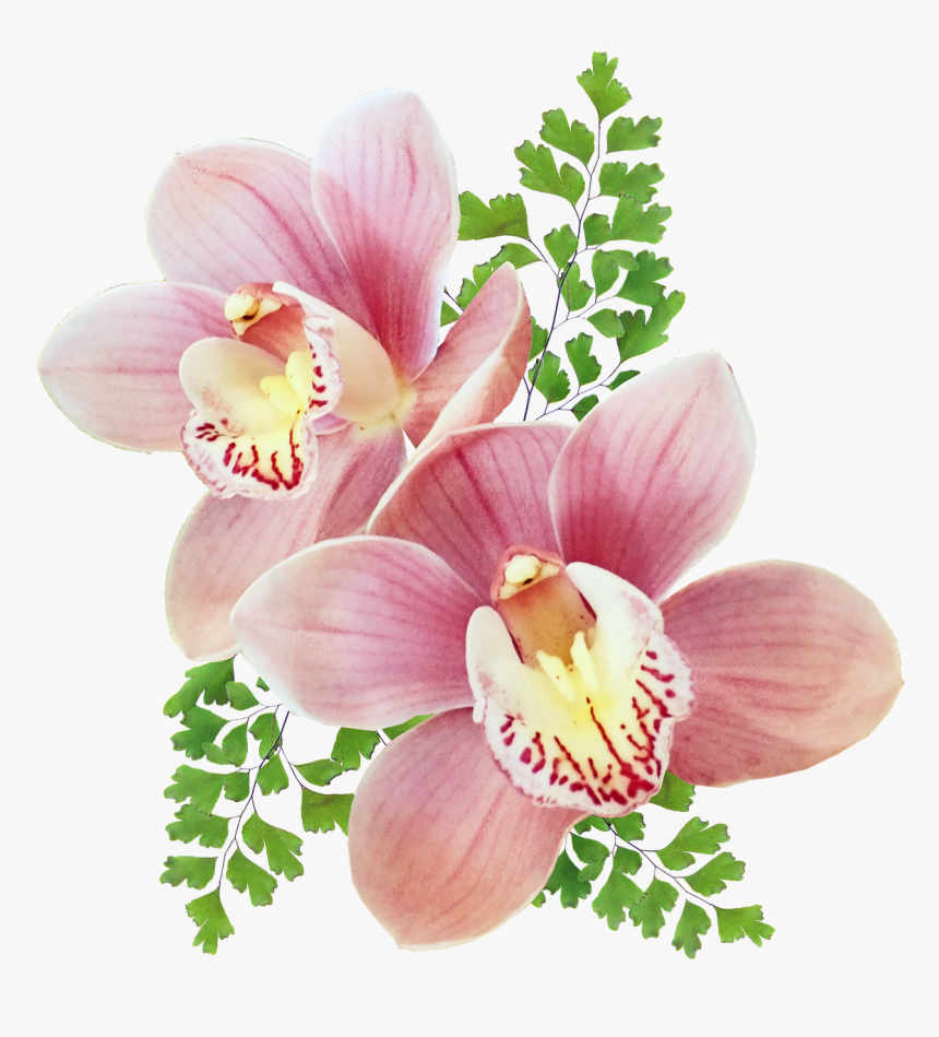 Orchids Of The Philippines, HD Png Download, Free Download