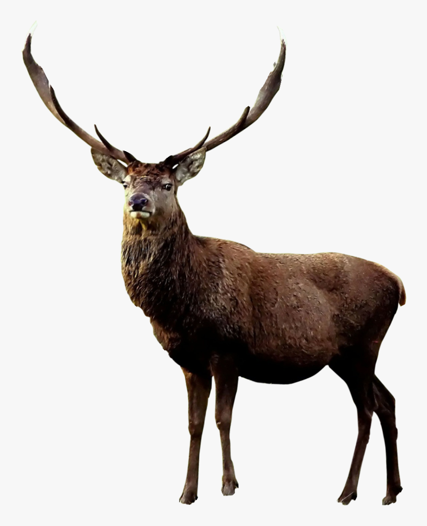 Reindeer In English , Png Download - Moose Png, Transparent Png, Free Download