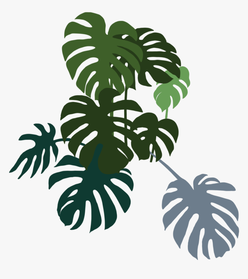 Monstera Bunch Right - Illustration, HD Png Download, Free Download