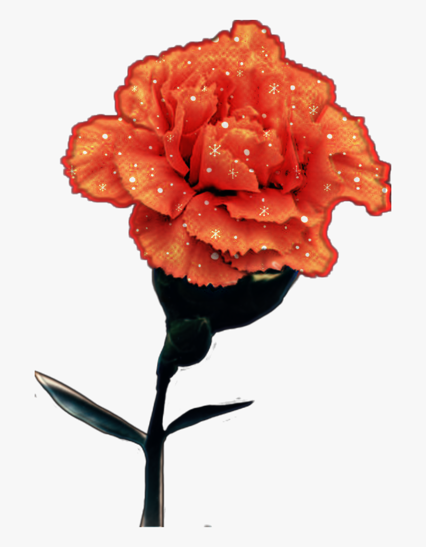 #red #flower #carnation - Rose, HD Png Download, Free Download