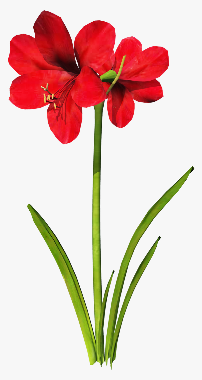 Carnation Flower Clipart At Getdrawings - Amaryllis Flower Tattoo, HD Png Download, Free Download