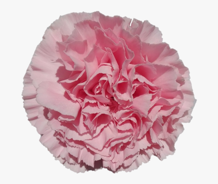 Ilusionae28ccb4 012a 0b26 Bb00 A7744acef18a - Carnation, HD Png Download, Free Download