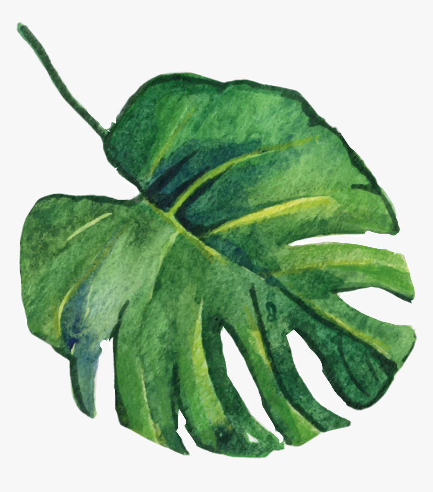 #leaves #leaf #leafs #monstera - Watercolor Tropical Leaf Png, Transparent Png, Free Download