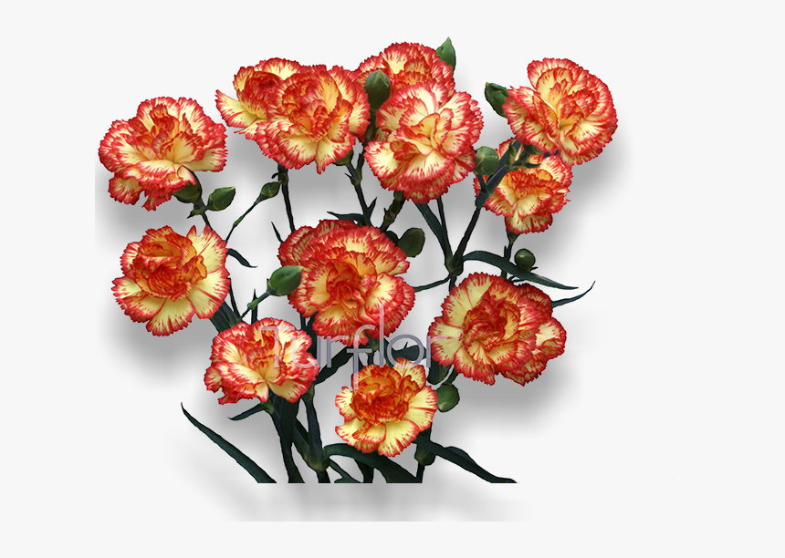 Transparent Red Carnation Png - Floribunda, Png Download, Free Download