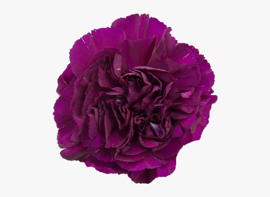 Carnation, HD Png Download, Free Download